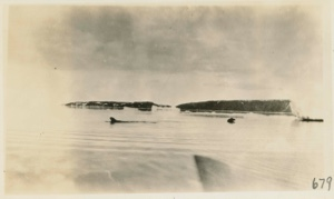 Image of Walrus towing float at Crystal Palace cliffs, float is called Awahtaq. DBM